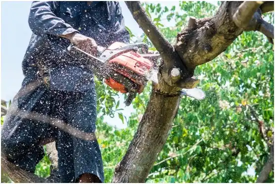 tree services Payson